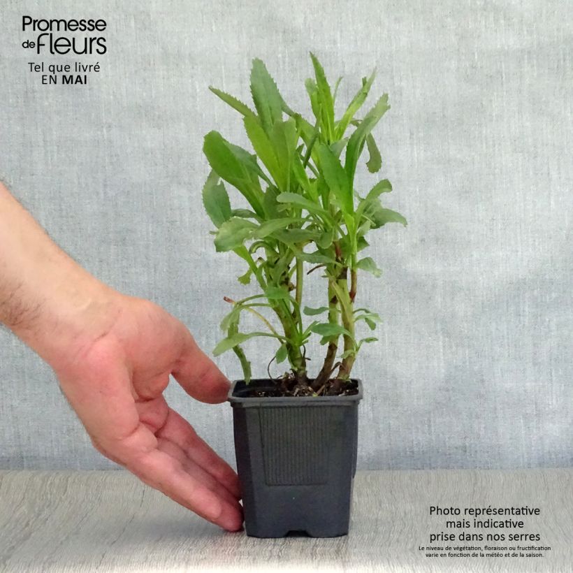 Amostra de Leucanthemum superbum Sonnenschein Vaso de 8/9 cm tal como entregue na primavera