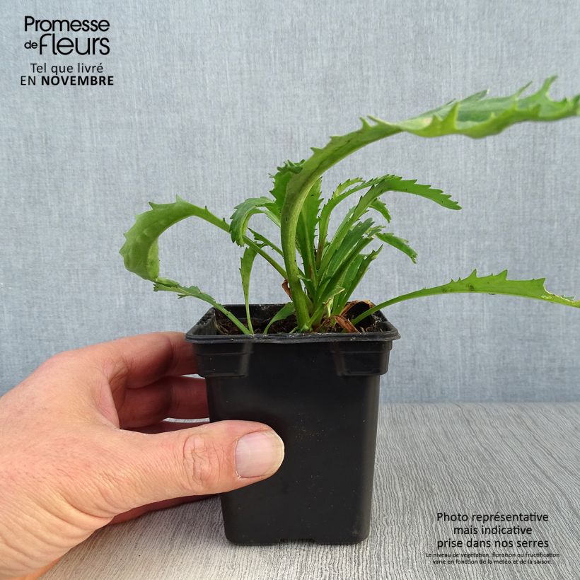 Amostra de Leucanthemum superbum Wirral Supreme Vaso de 7/8 cm tal como entregue no outono
