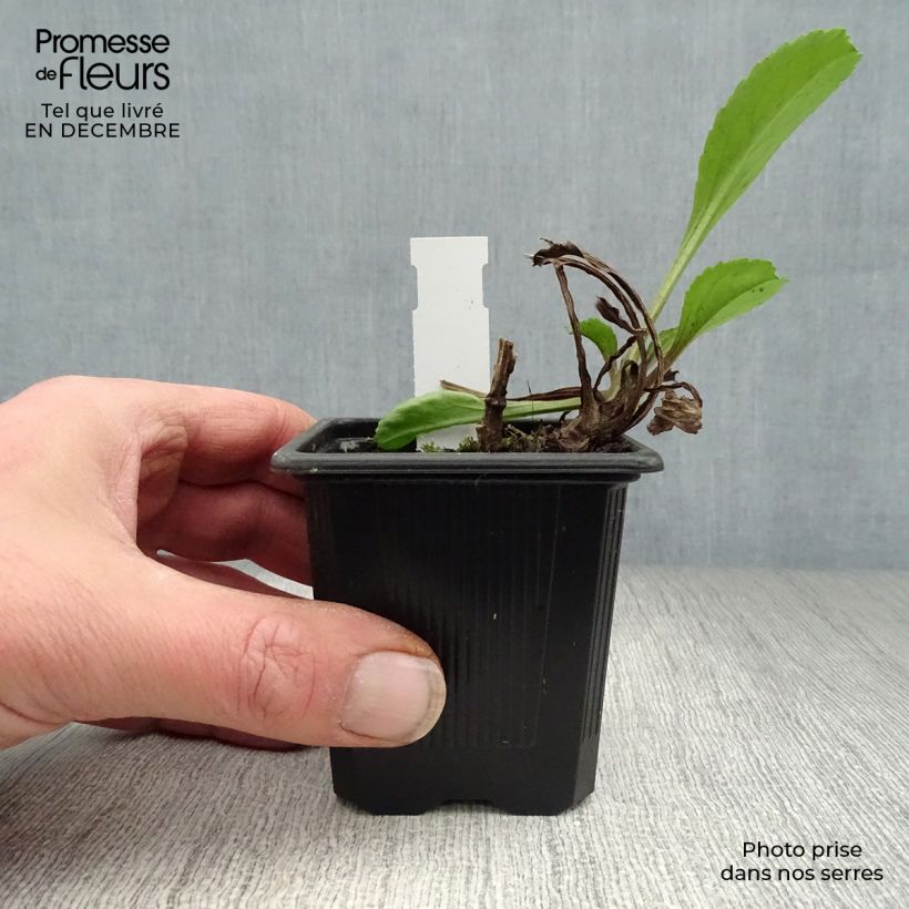 Amostra de Leucanthemum superbum Wirral Supreme Vaso de 7/8 cm tal como entregue no inverno