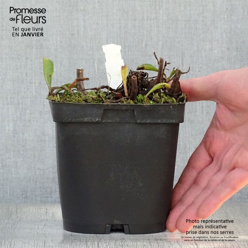 Amostra de Leucanthemum superbum Wirral Supreme Vaso de 2 L/3 L tal como entregue no inverno