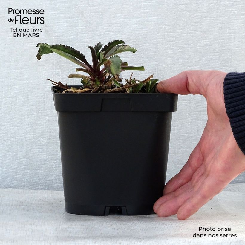 Amostra de Leucanthemum superbum Wirral Supreme Vaso de 2 L/3 L tal como entregue na primavera