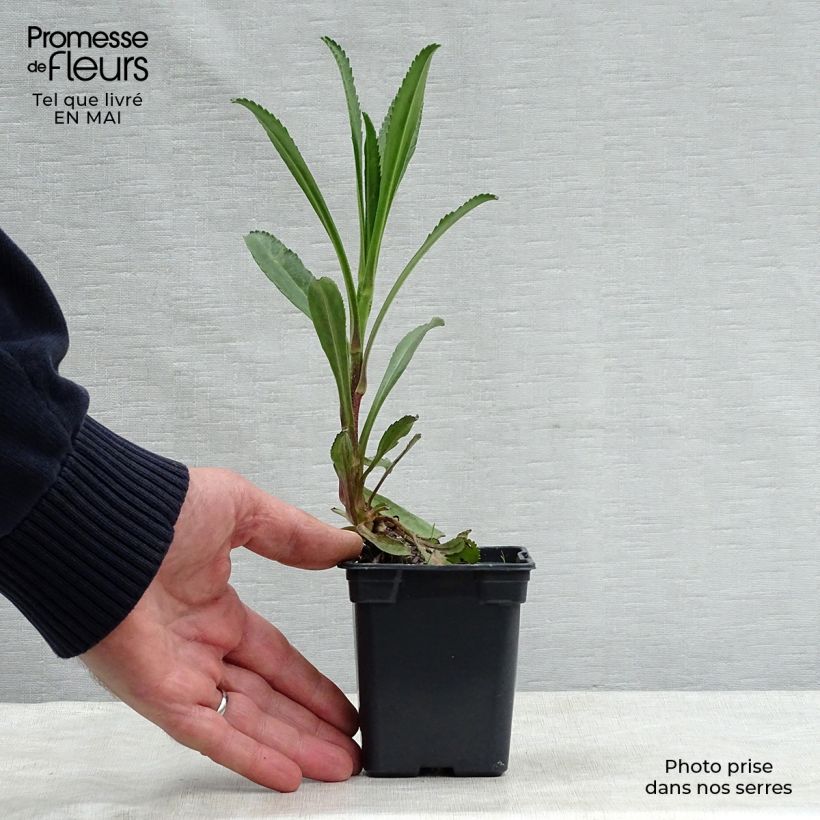 Amostra de Leucanthemum superbum Wirral Supreme Vaso de 7/8 cm tal como entregue na primavera