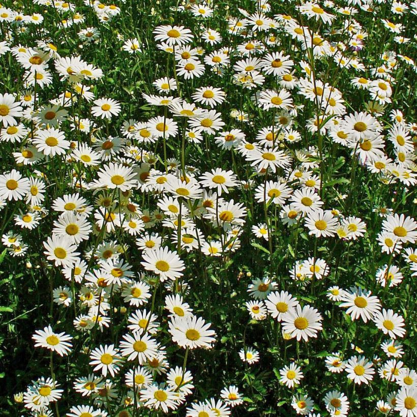 Leucanthemum vulgare (Floração)