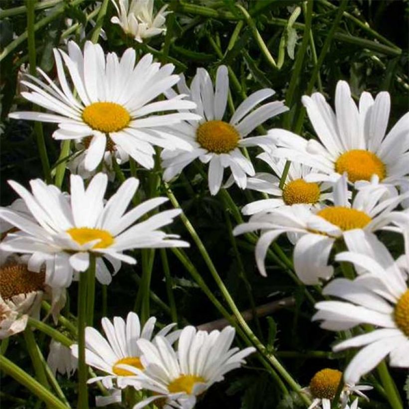 Leucanthemum vulgare Maikonigin (Floração)