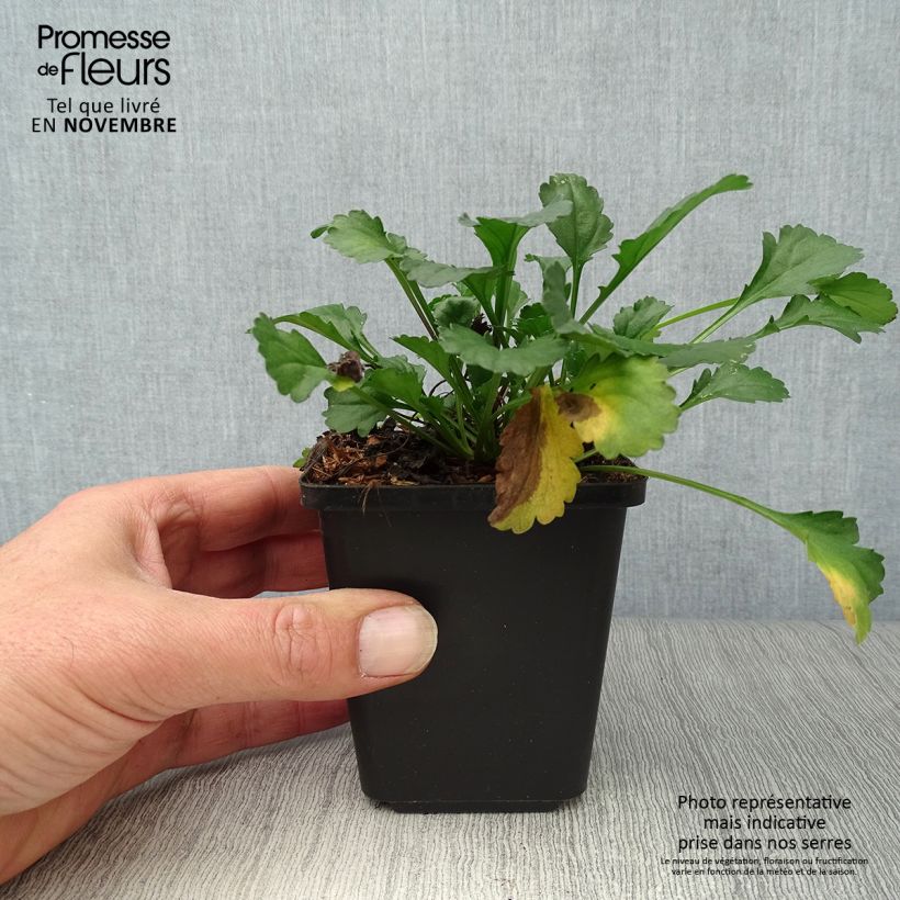 Amostra de Leucanthemum vulgare Maikonigin Vaso de 8/9 cm tal como entregue no outono