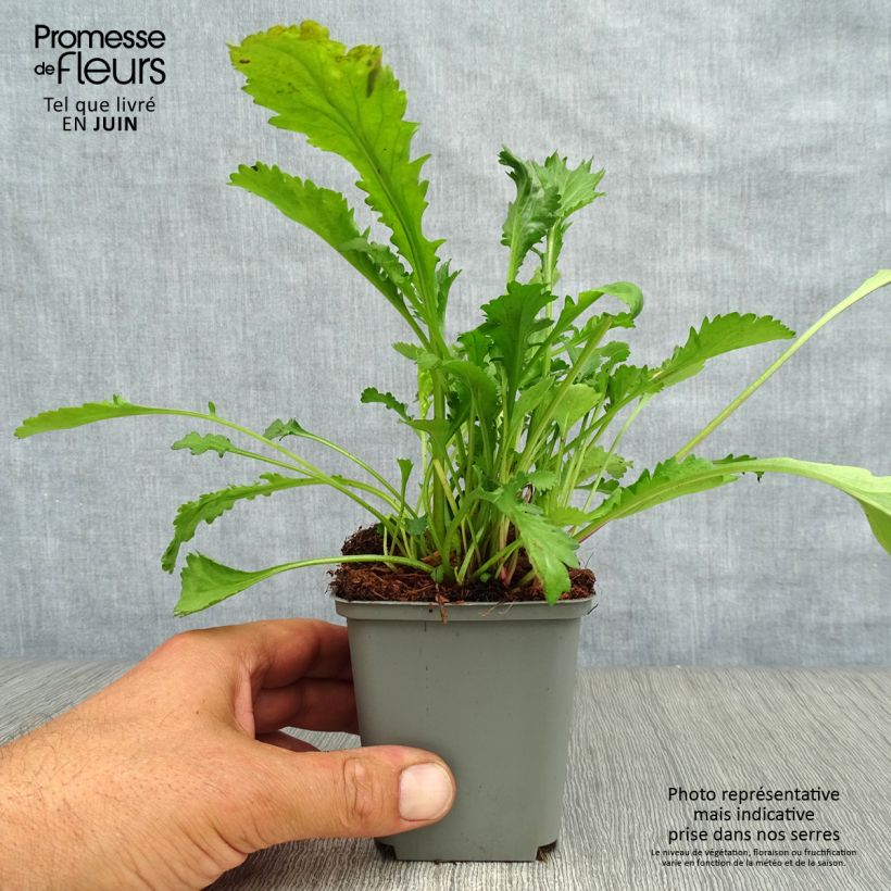 Amostra de Leucanthemum vulgare Maikonigin Vaso de 8/9 cm tal como entregue no verão
