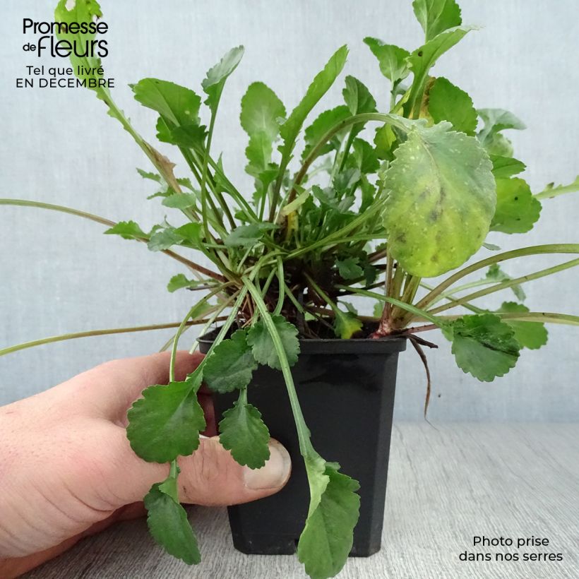 Amostra de Leucanthemum vulgare Maikonigin - Marguerite Reine de Mai Vaso de 8/9 cm tal como entregue no inverno