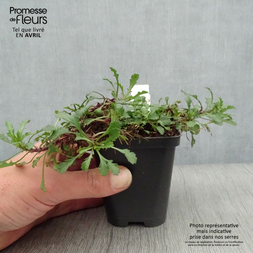 Amostra de Leucanthemum vulgare Maikonigin Vaso de 8/9 cm tal como entregue na primavera