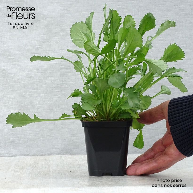 Amostra de Leucanthemum vulgare Vaso de 8/9 cm tal como entregue na primavera