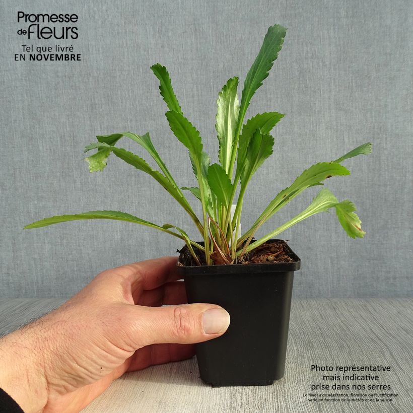 Amostra de Leucanthemum vulgare Vaso de 8/9 cm tal como entregue no outono