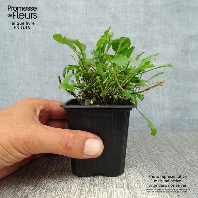 Amostra de Leucanthemum vulgare Vaso de 8/9 cm tal como entregue no verão