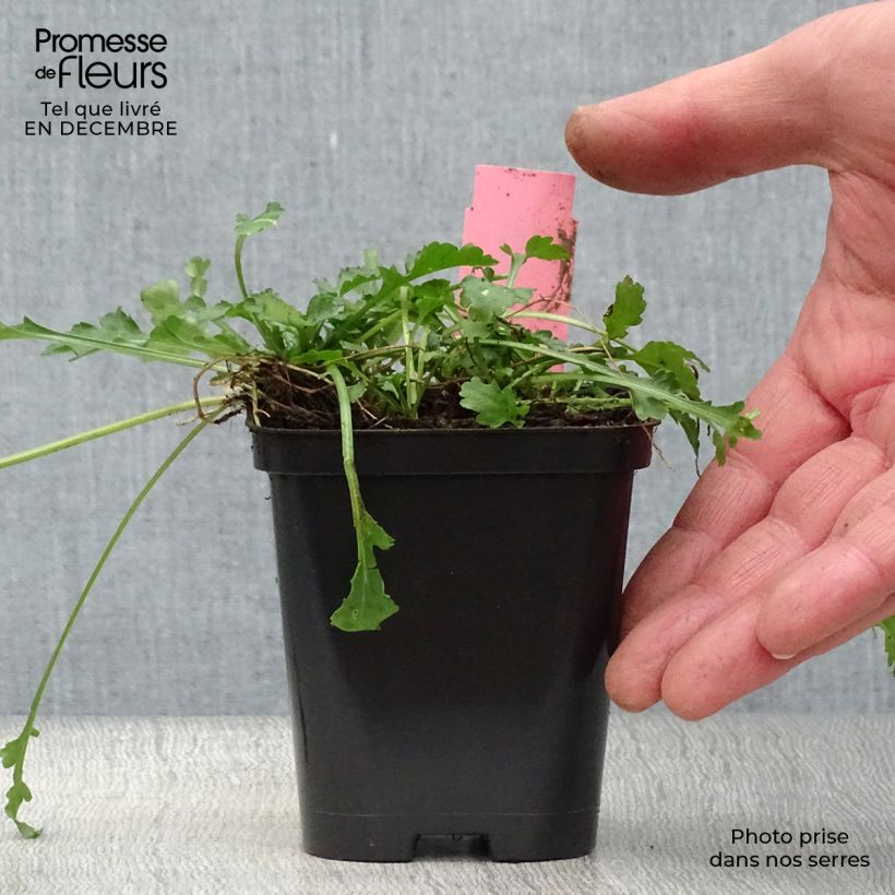 Amostra de Leucanthemum vulgare - Marguerite commune. Vaso de 8/9 cm tal como entregue no inverno