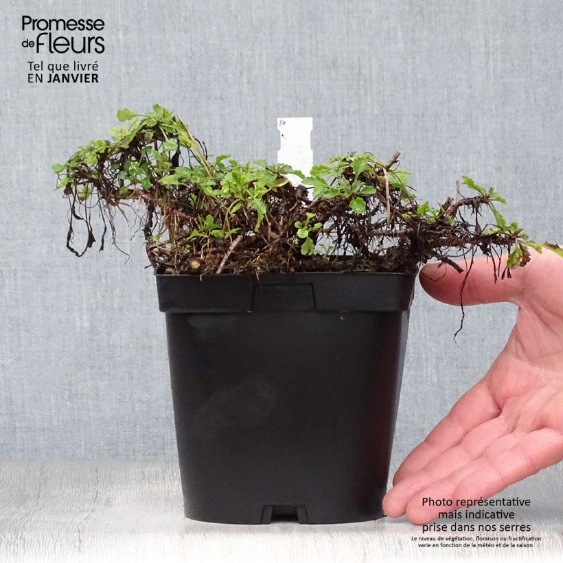 Amostra de Leucanthemum vulgare - Marguerite commune. Vaso de 2 L/3 L tal como entregue no inverno