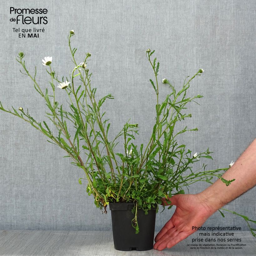 Amostra de Leucanthemum vulgare Vaso de 2 L/3 L tal como entregue na primavera