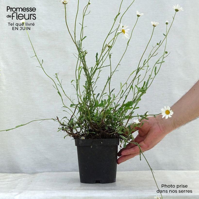 Amostra de Leucanthemum vulgare Vaso de 2 L/3 L tal como entregue no verão