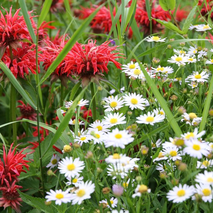 Leucanthemum vulgare (Hábito)