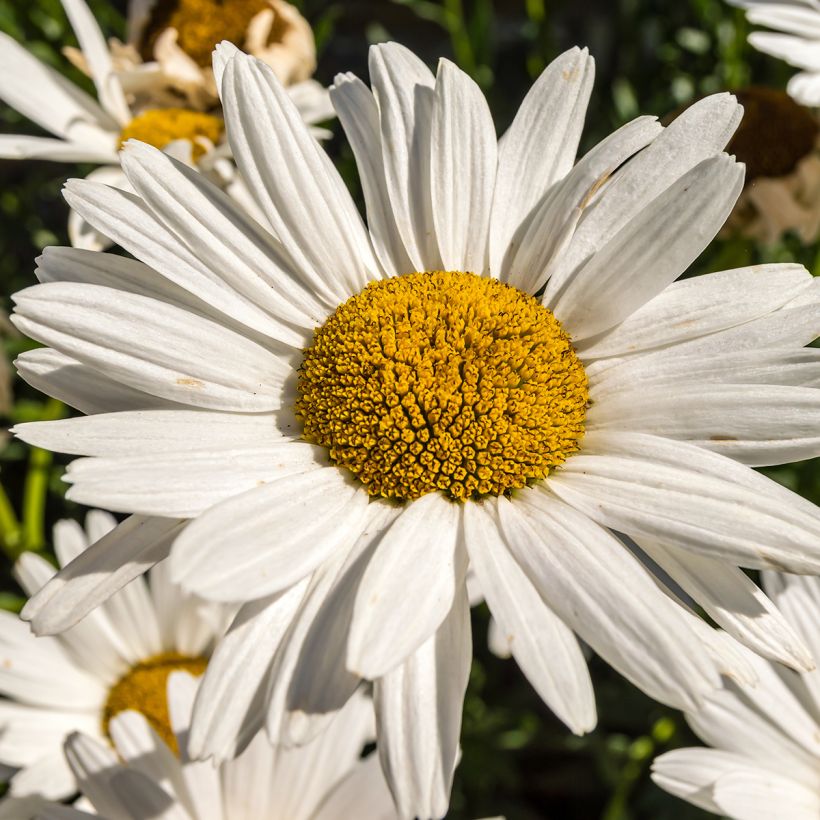 Leucanthemum Brightside (Floração)
