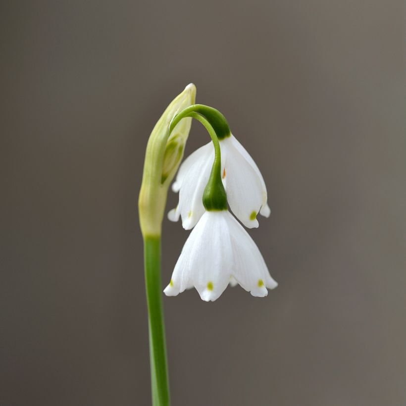 Leucojum aestivum Bridesmaid (Floração)