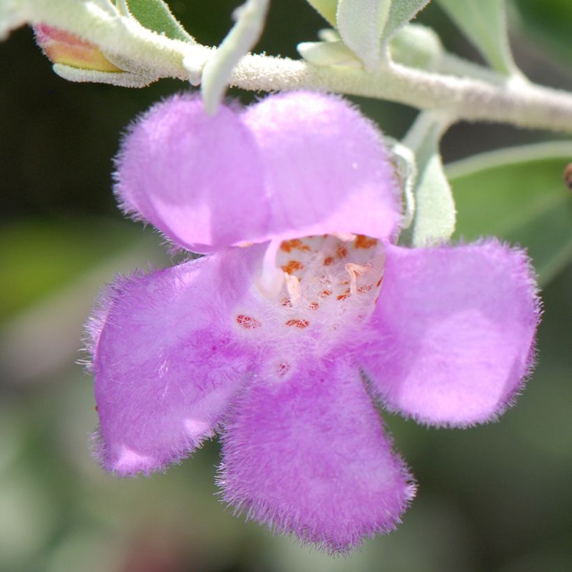 Leucophyllum frutescens (Floração)