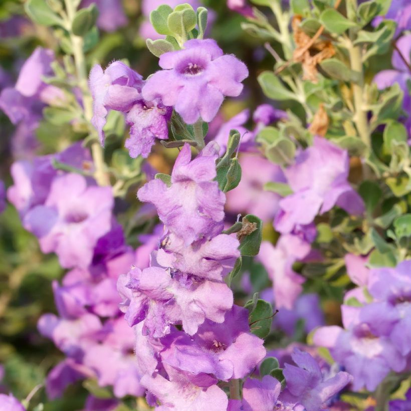 Leucophyllum langmaniae (Floração)