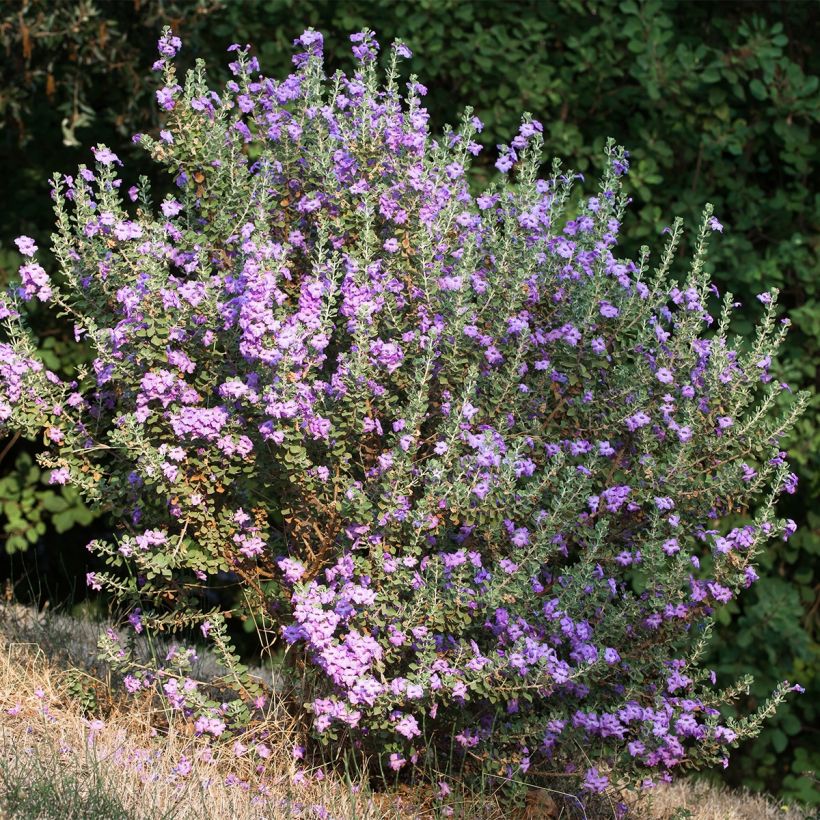 Leucophyllum langmaniae (Hábito)