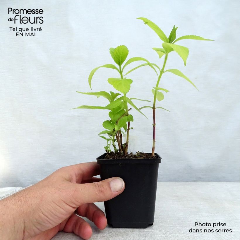 Amostra de Leucosceptrum japonicum Golden Angel Vaso de 8/9 cm tal como entregue na primavera