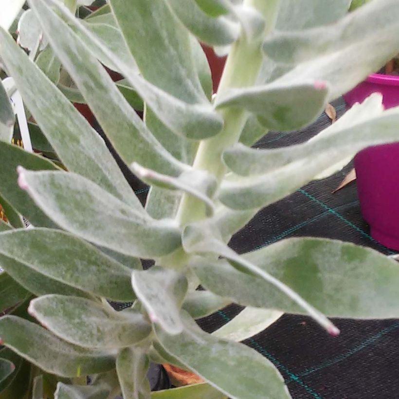 Leucospermum Copper Carnival (Folhagem)