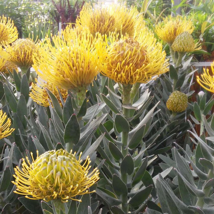 Leucospermum Copper Carnival (Floração)