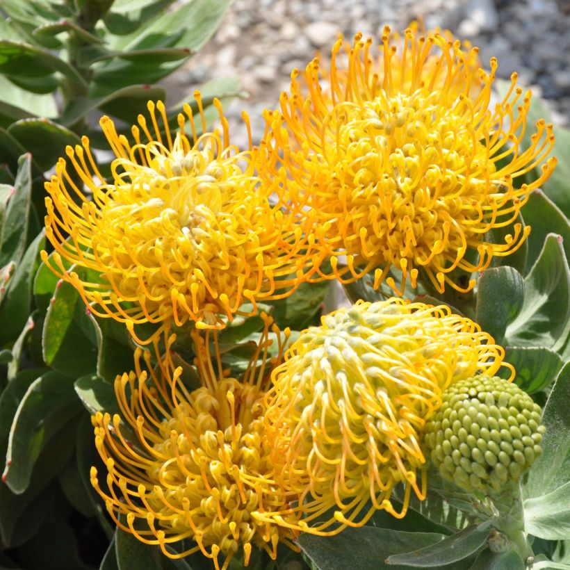 Leucospermum Yellow Carnival (Floração)