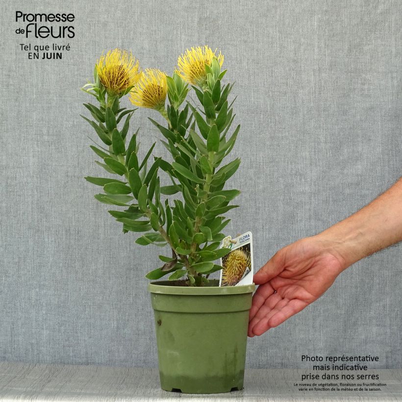 Amostra de Leucospermum Yellow Carnival Vaso de 2 L/3 L tal como entregue no verão