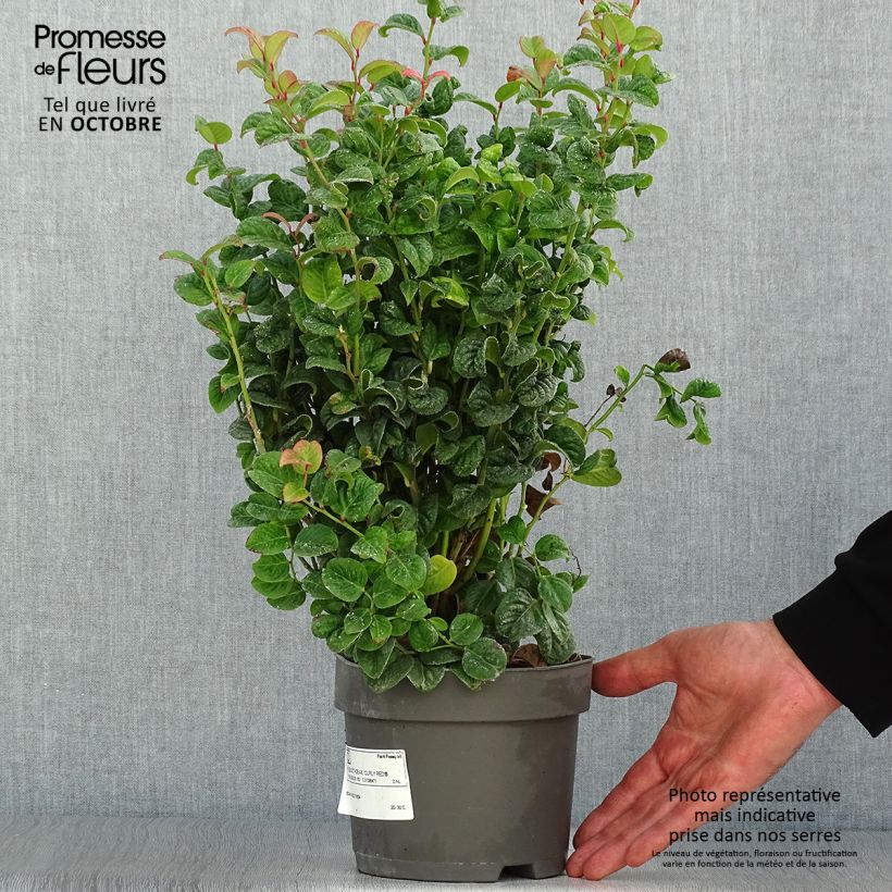 Amostra de Leucotoe axillaris Curly Red Vaso de 2 L/3 L tal como entregue no outono