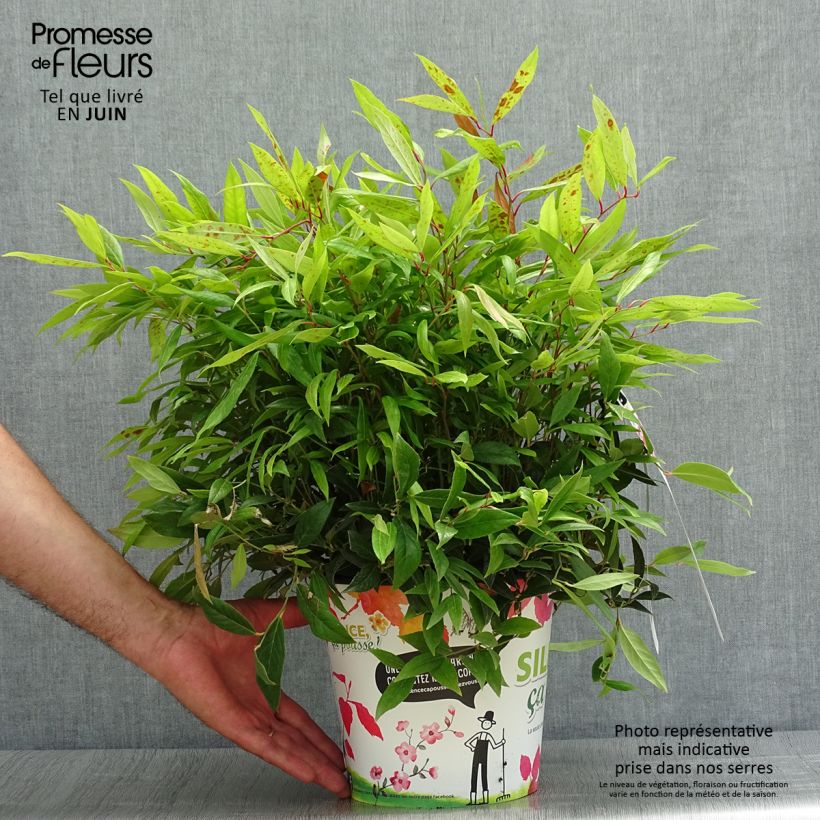 Amostra de Leucothoe axillaris Red Lips Vaso de 4 L/5 L tal como entregue no verão