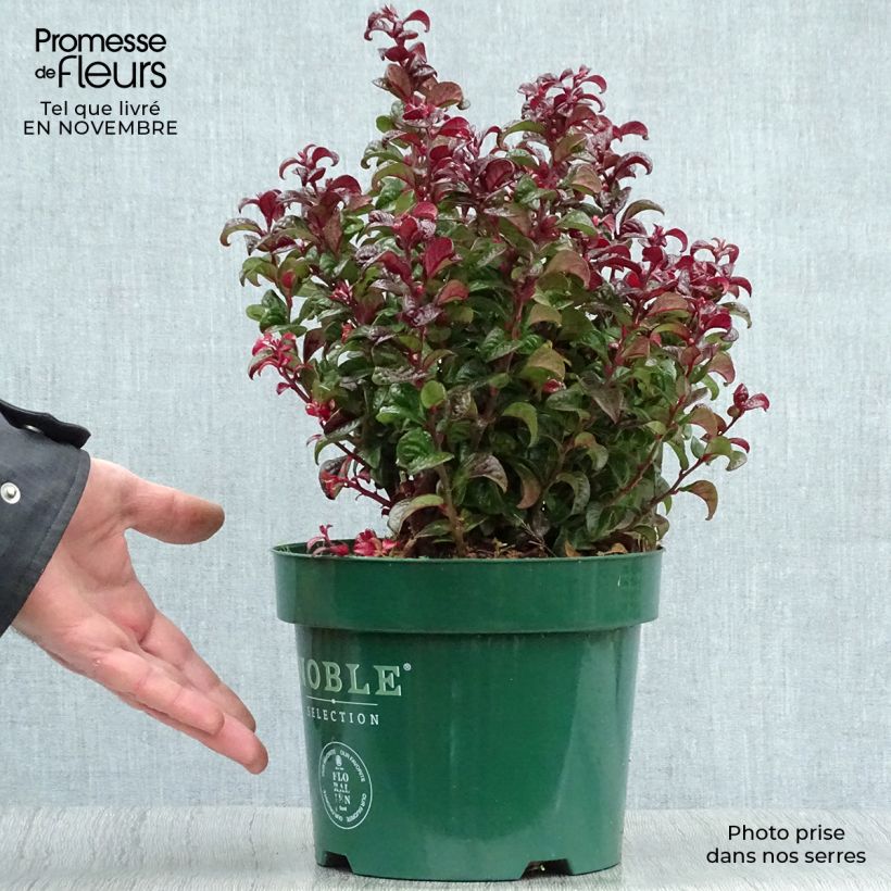Amostra de Leucotoe axillaris Twisting Red Vaso de 3 L/4 L tal como entregue no outono