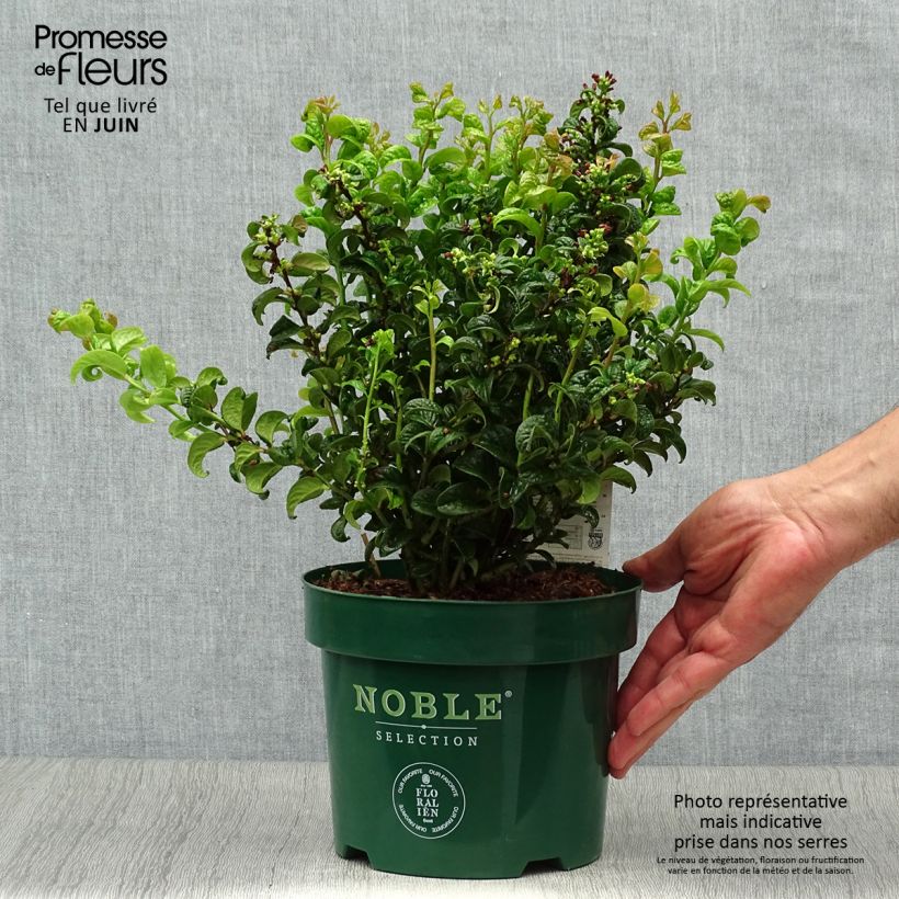 Amostra de Leucotoe axillaris Twisting Red Vaso de 3 L/4 L tal como entregue no verão
