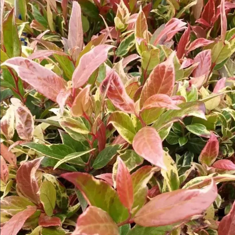 Leucotoe fontanesiana Color Diamond (Folhagem)