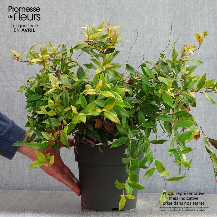 Amostra de Leucothoe fontanesiana Little Flames Vaso de 4 L/5 L tal como entregue na primavera