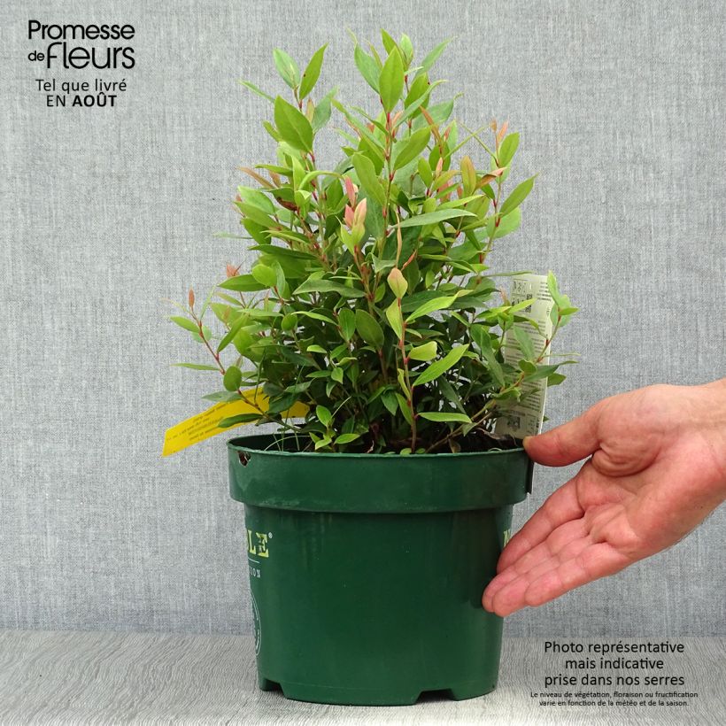 Amostra de Leucothoe fontanesiana Little Flames Vaso de 2 L/3 L tal como entregue no verão