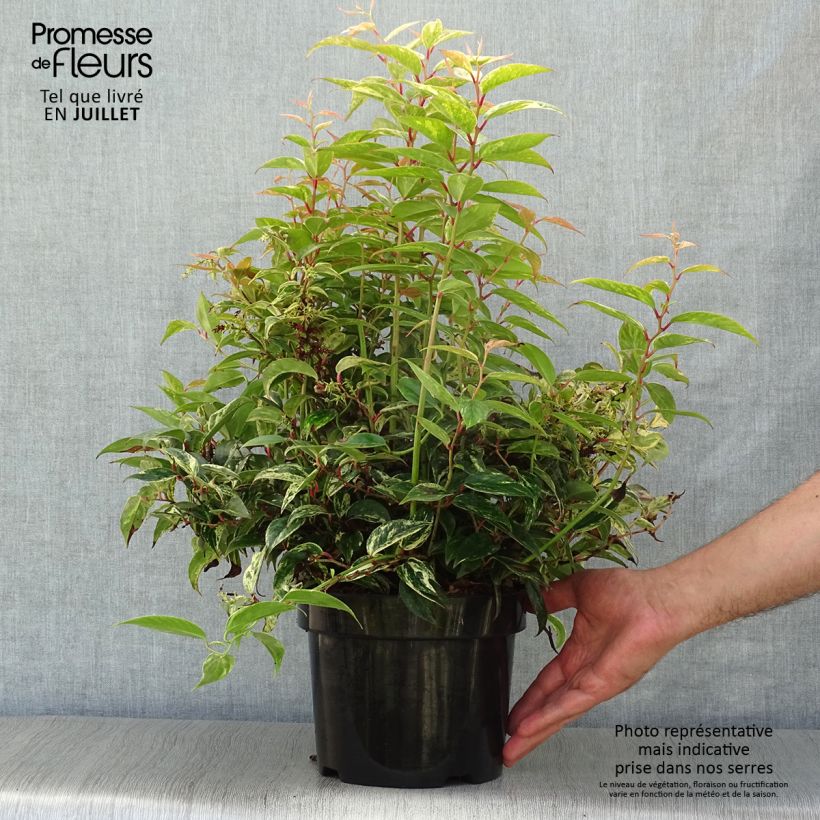 Amostra de Leucothoe fontanesiana Makijaz Vaso de 3 L/4 L tal como entregue no verão