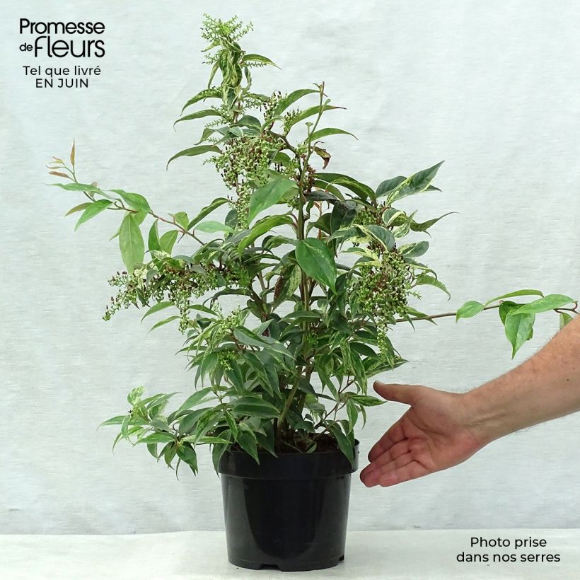 Amostra de Leucothoe fontanesiana Rainbow Vaso de 2 L/3 L tal como entregue no verão
