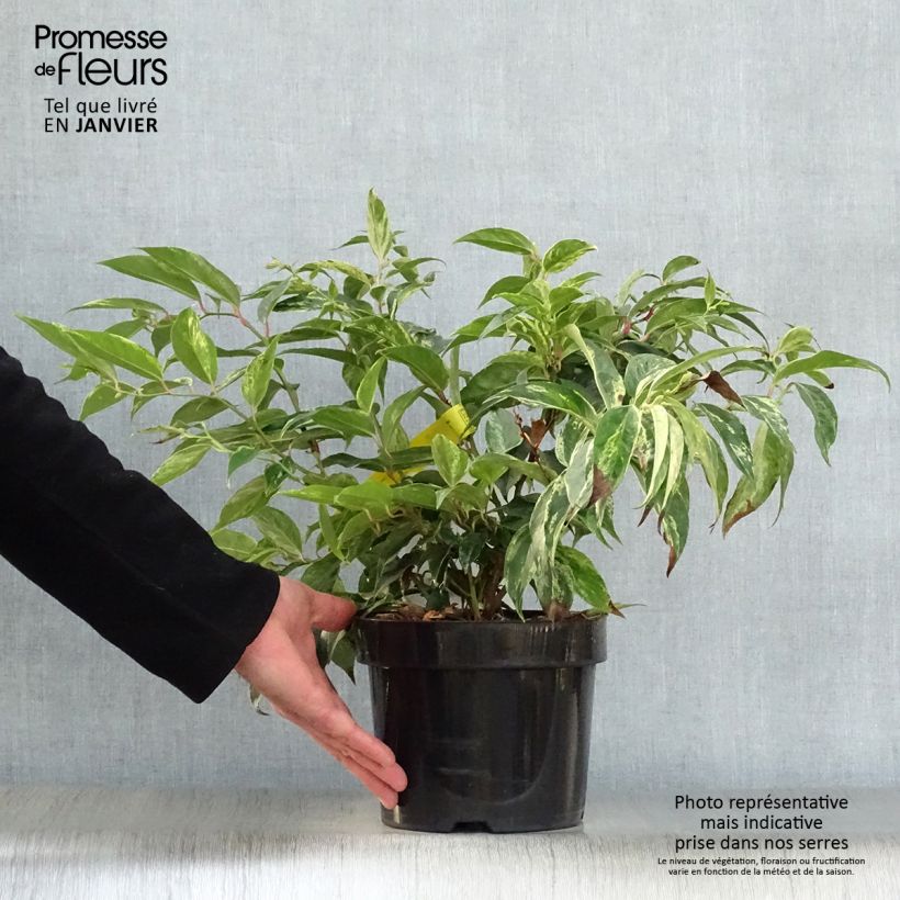 Amostra de Leucothoe fontanesiana Rainbow Vaso de 2 L/3 L tal como entregue no inverno