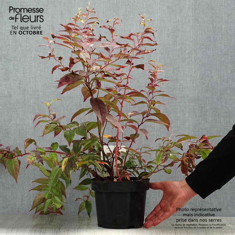 Amostra de Leucothoe fontanesiana Rainbow Vaso de 2 L/3 L tal como entregue no outono