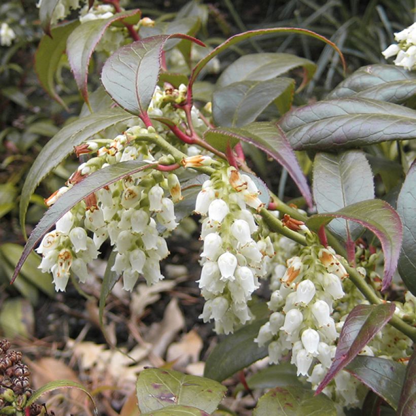 Leucothoe fontanesiana Scarletta (Floração)