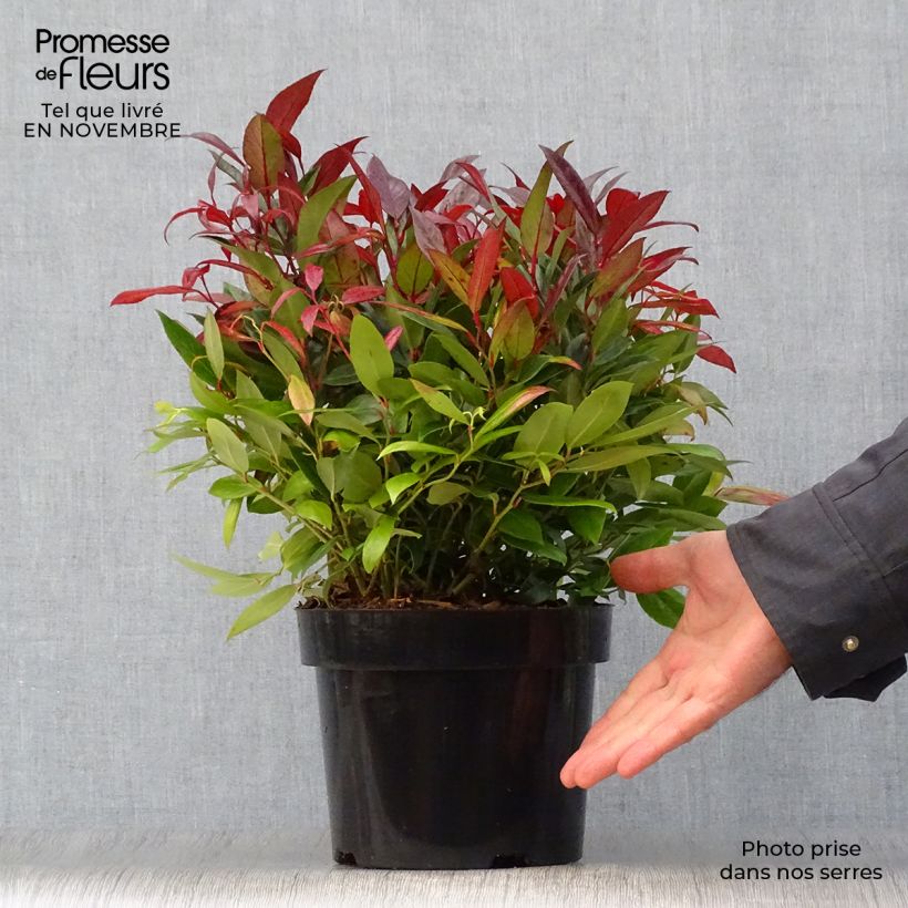 Amostra de Leucothoe fontanesiana Scarletta Vaso de 2 L/3 L tal como entregue no outono