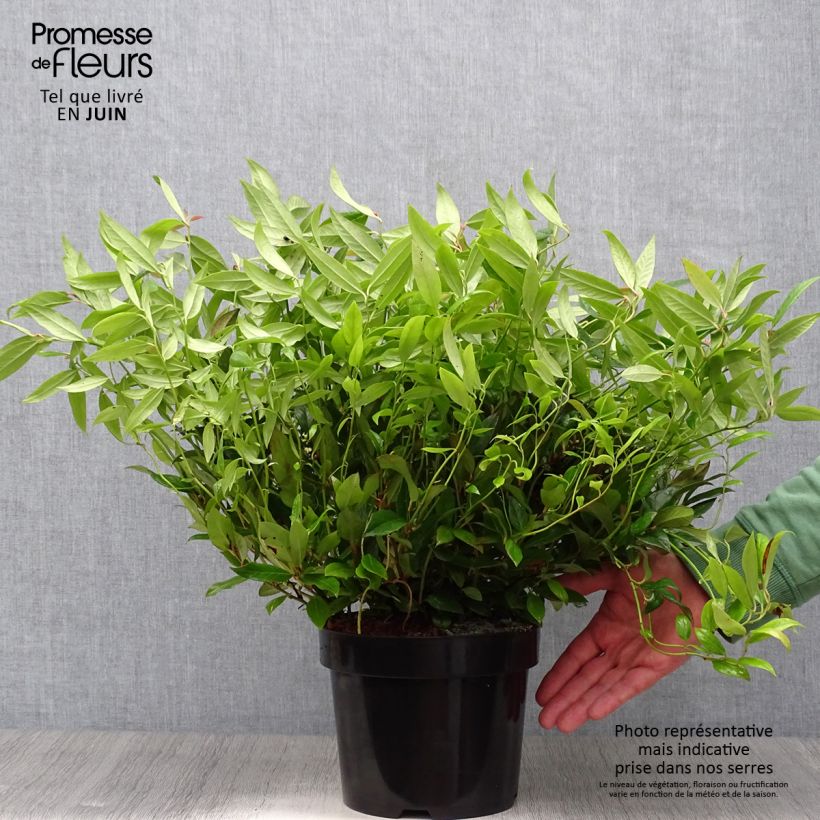 Amostra de Leucothoe fontanesiana Scarletta Vaso de 2 L/3 L tal como entregue no verão