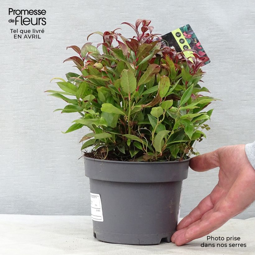 Amostra de Leucothoe fontanesiana Scarletta Vaso de 2 L/3 L tal como entregue na primavera