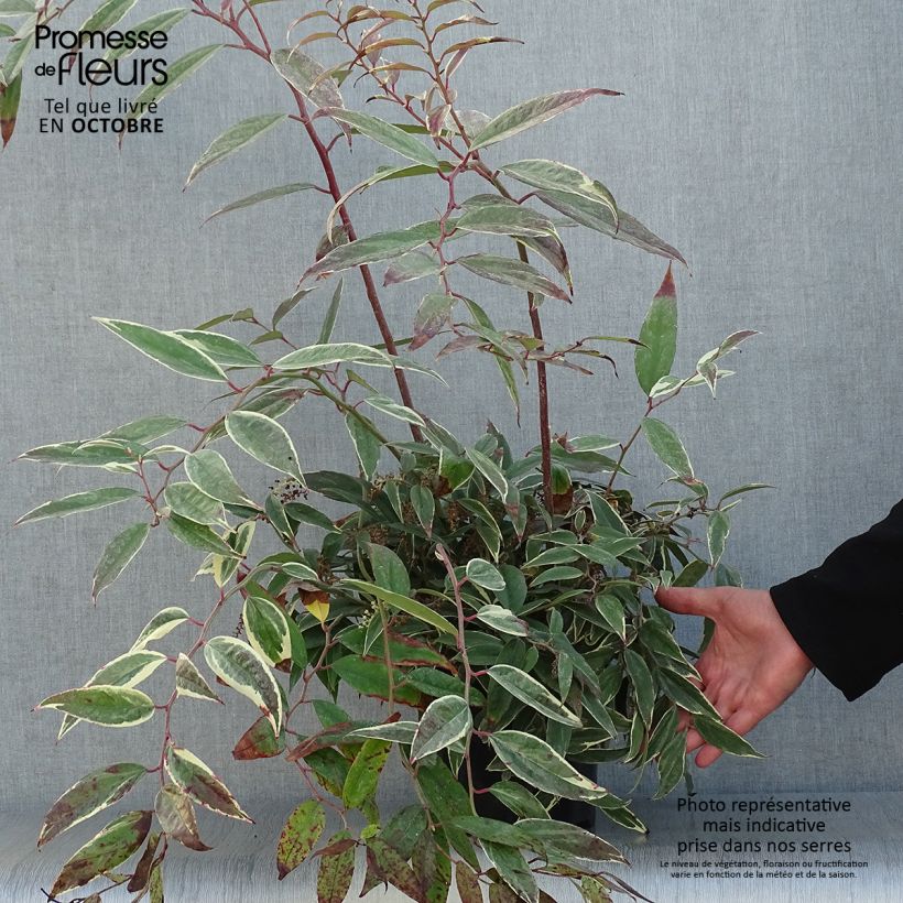 Amostra de Leucothoe fontanesiana Whitewater Vaso de 2 L/3 L tal como entregue no outono