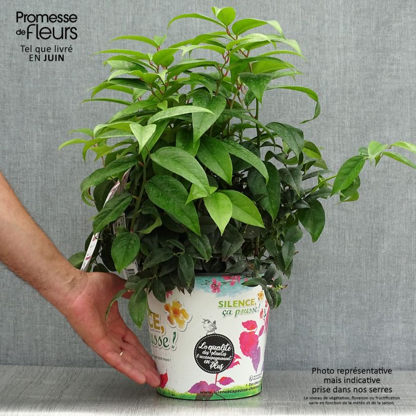 Amostra de Leucotoe fontanesiana Dark Diamond Vaso de 4 L/5 L tal como entregue no verão