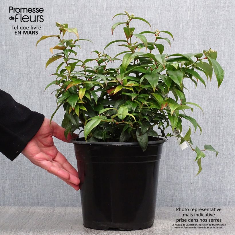 Amostra de Leucotoe fontanesiana Dark Diamond Vaso de 4 L/5 L tal como entregue na primavera