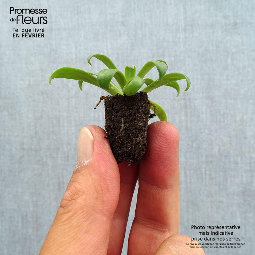 Amostra de Lewisia cotyledon Elise Golden Yellow Mini-torrão Ø 1,5/2,5 cm tal como entregue no outono