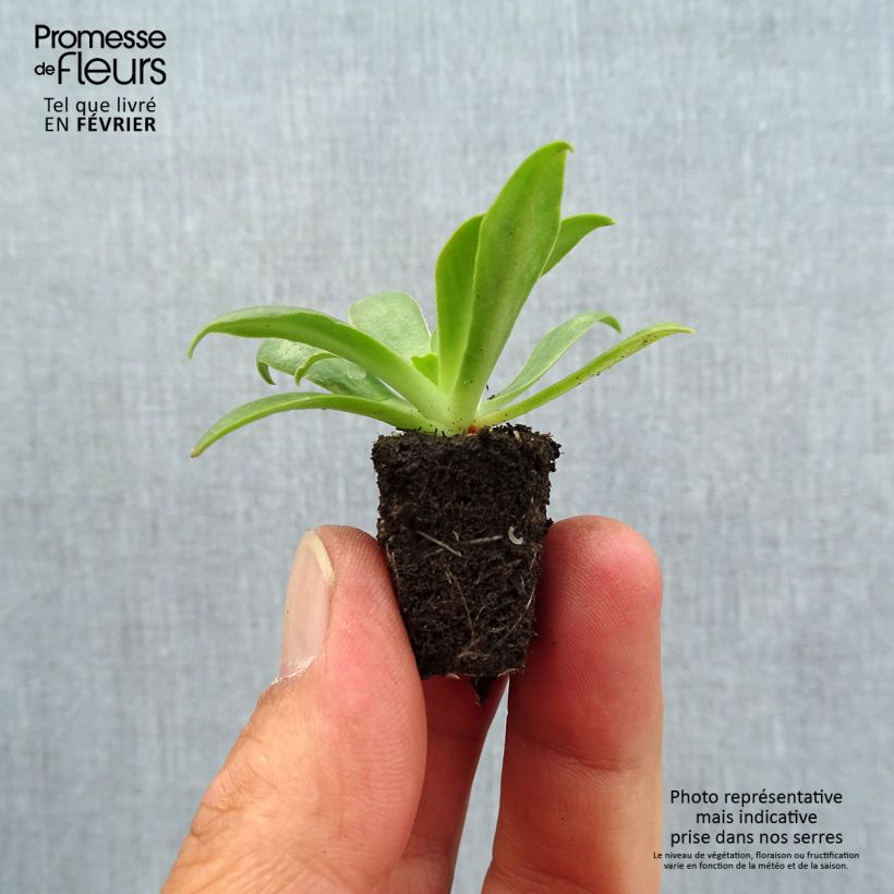 Amostra de Lewisia cotyledon Elise Ultra Violet Mini-torrão Ø 1,5/2,5 cm tal como entregue no outono